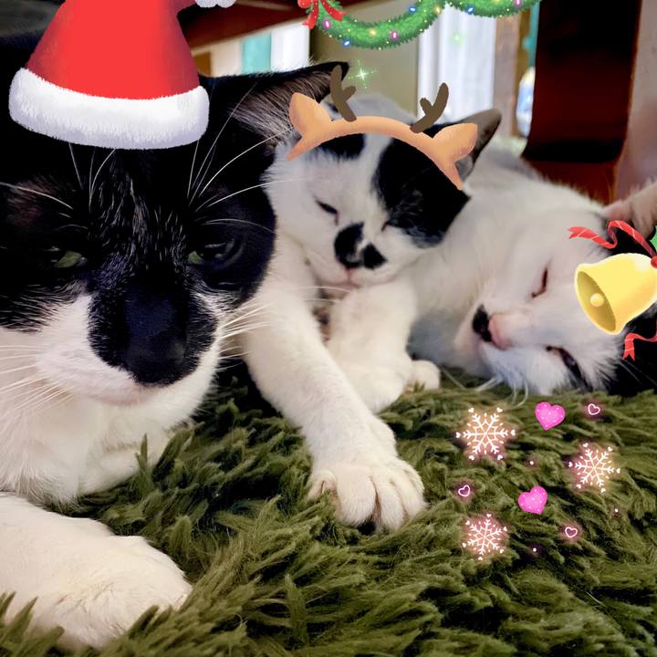 4813bfea 7a4a 411e aad2 cbb844e3af01 1703419150027