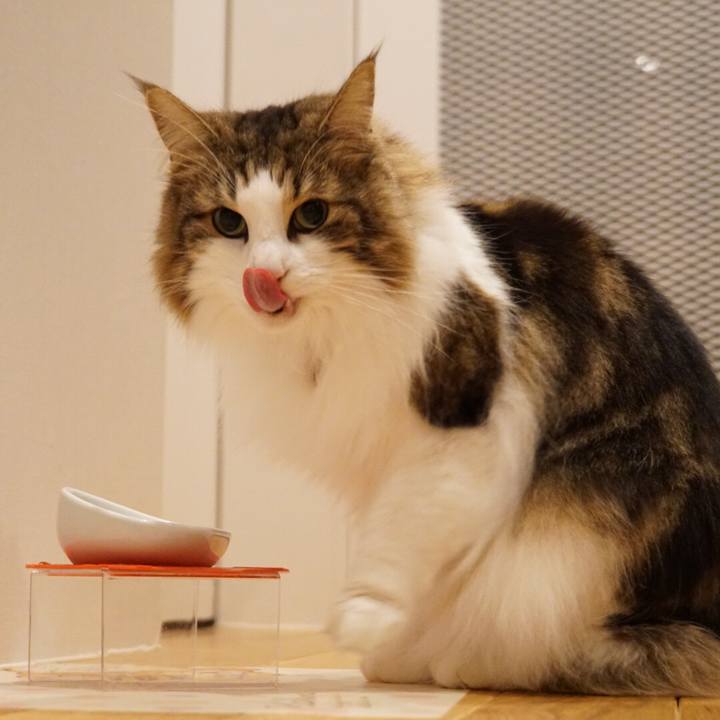 4815ebaf a567 4a99 9f16 9e9c5c40e24c 1550109503581