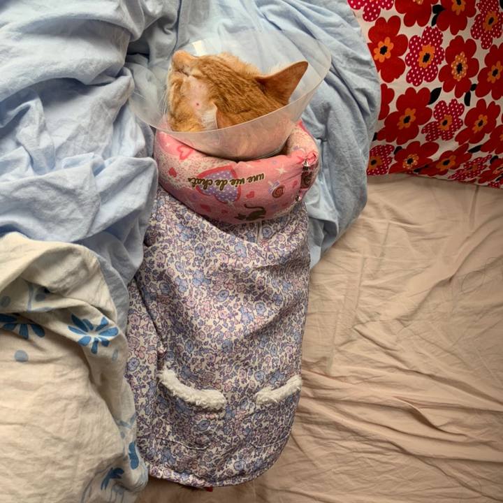 481774e0 061f 4c9b b3a4 1a7c773347a3 1620960076002