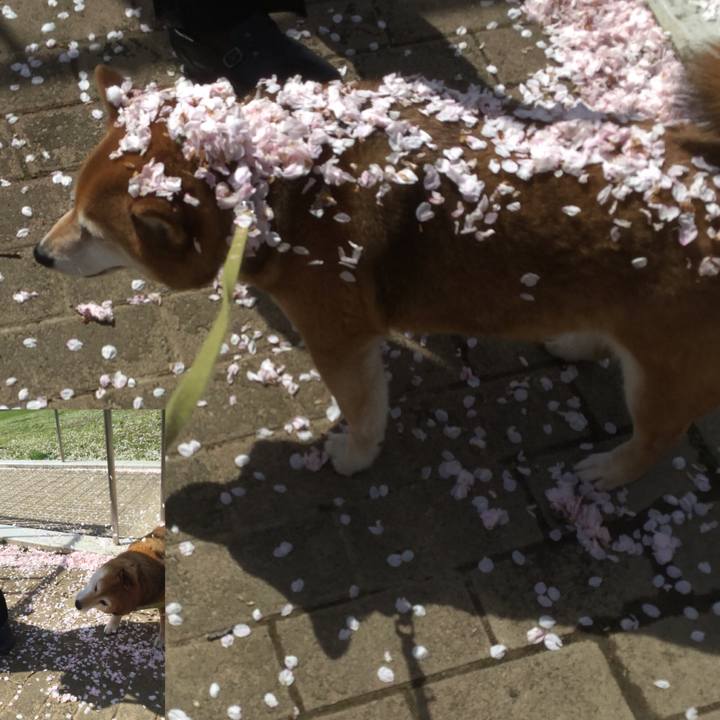 48179ec3 b891 4b23 9fac bb8d3f818ef4 1617164053153