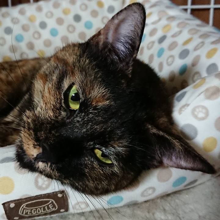 48197aec 94e2 4cfa b082 2abd9db6b7c0 1532509725572