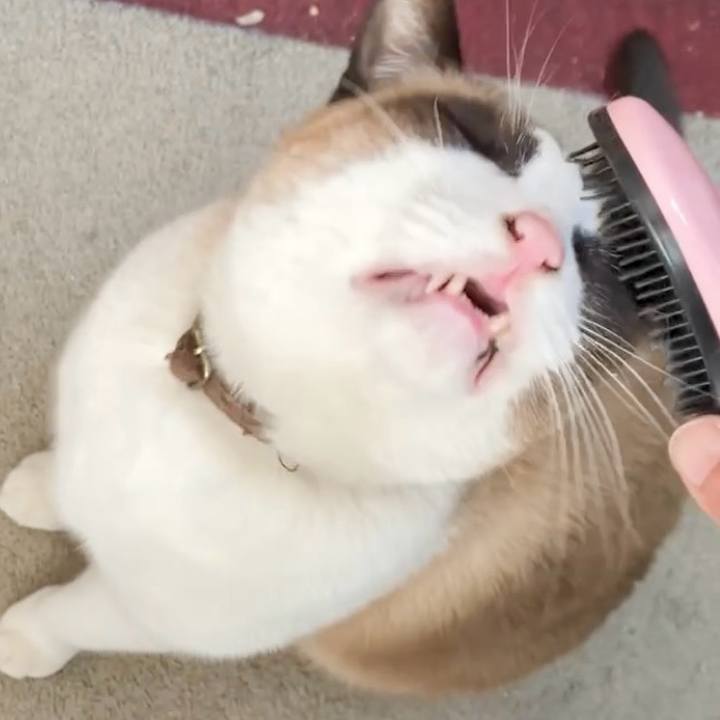 481f28cd 32d1 465d 85e3 2b37ade25fc4 1736469419871