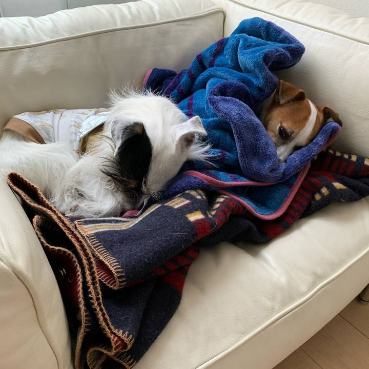 481fd385 0173 414c b633 81cd742e1cb6 1575873882789