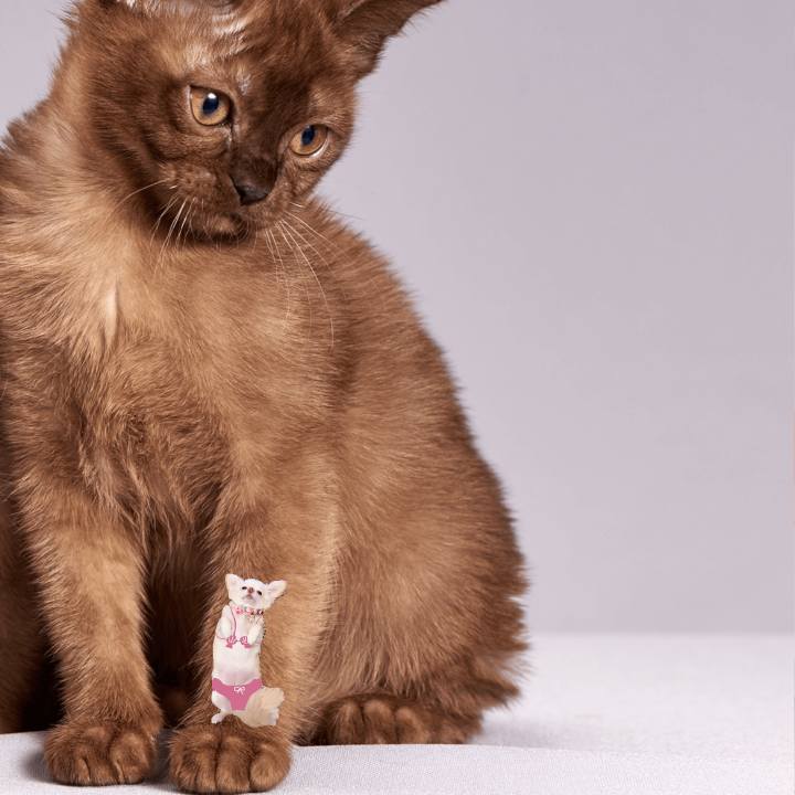 4821e928 441c 4ddf 9023 a3296fbf9798 1692798321228