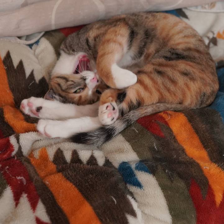 4823b783 2449 473d 9132 8479b12070e4 1583103332288