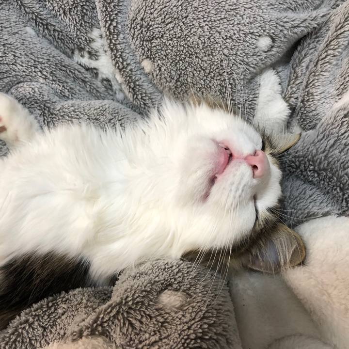 4824e70d 855e 4647 9447 606ab6e4dbab 1516697916310