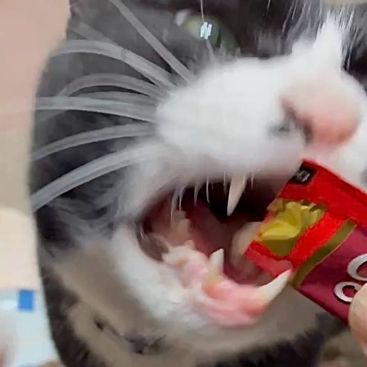 48254486 f5bb 47d0 a64e 4a7ed8e0811d 1774235775295