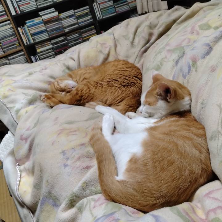 48264809 0563 48e8 b412 11fe1d787e22 1730635384719