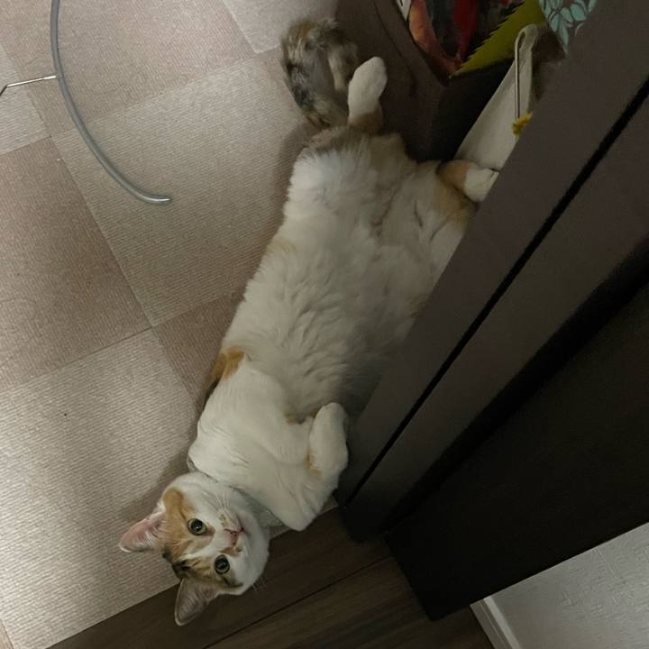 4827d1f5 b141 4330 8a0d 24da47346c93 1684323637408