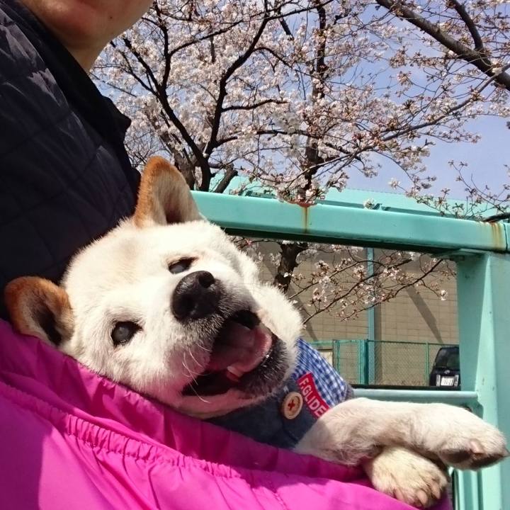 48288977 0000 44cf 8c6a bd52f8bf4af6 1585821458563