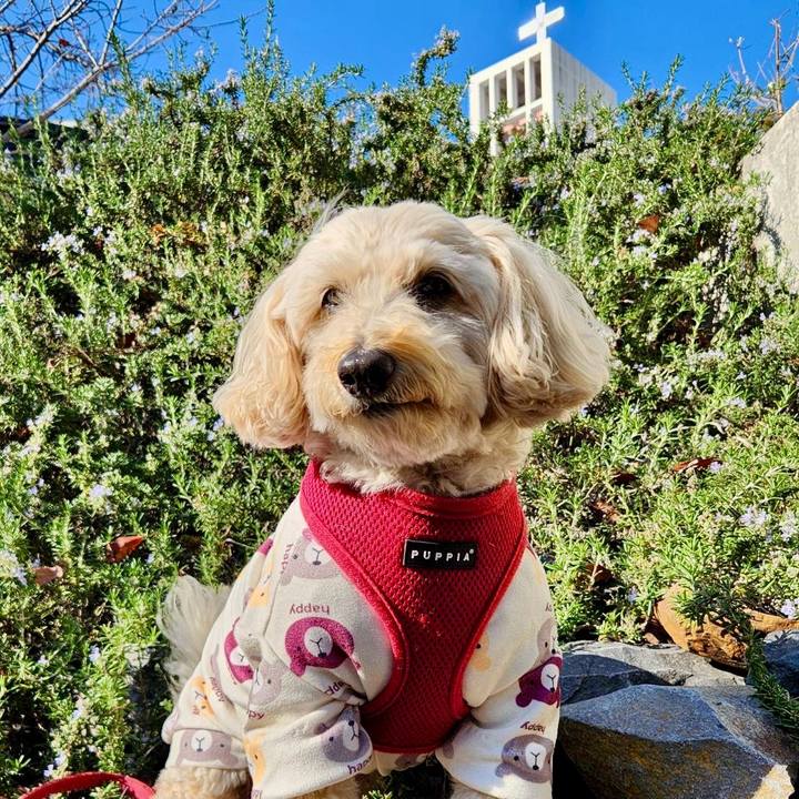 482905d4 4772 4f89 a666 1a5f0b44d481 1766116947550