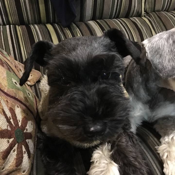 482b1a84 7267 4e3d a22c 7a6fafeba422 1513080029620