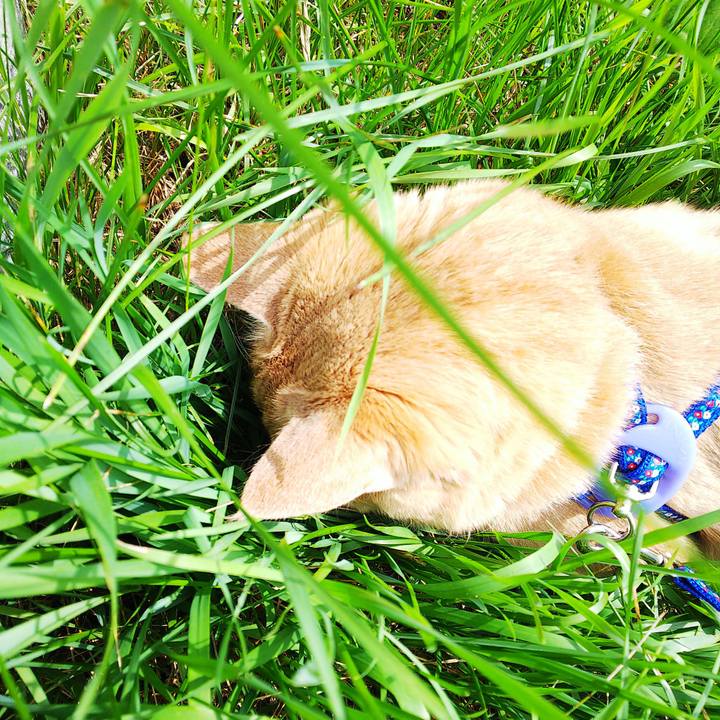 482de141 73d0 4da6 b54d 4920d0a791b5 1594452070610