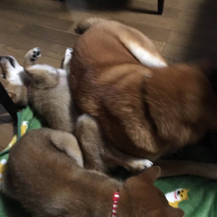 483011dd 990f 4e91 815f d6bbced2914f 1508382881852