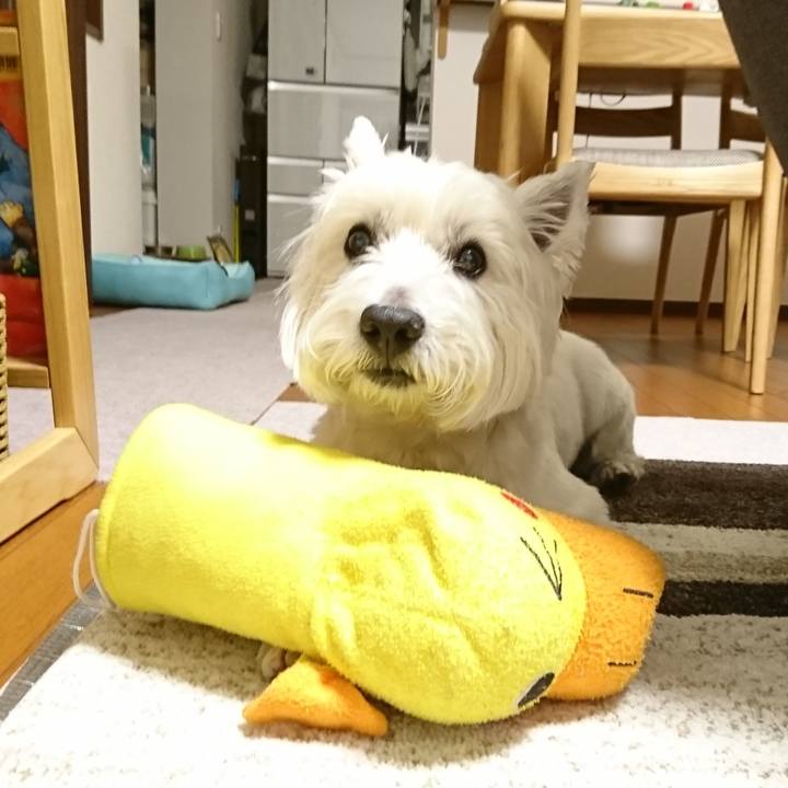 48309ea5 2784 4b15 b54c 7b74061d236b 1530447452085