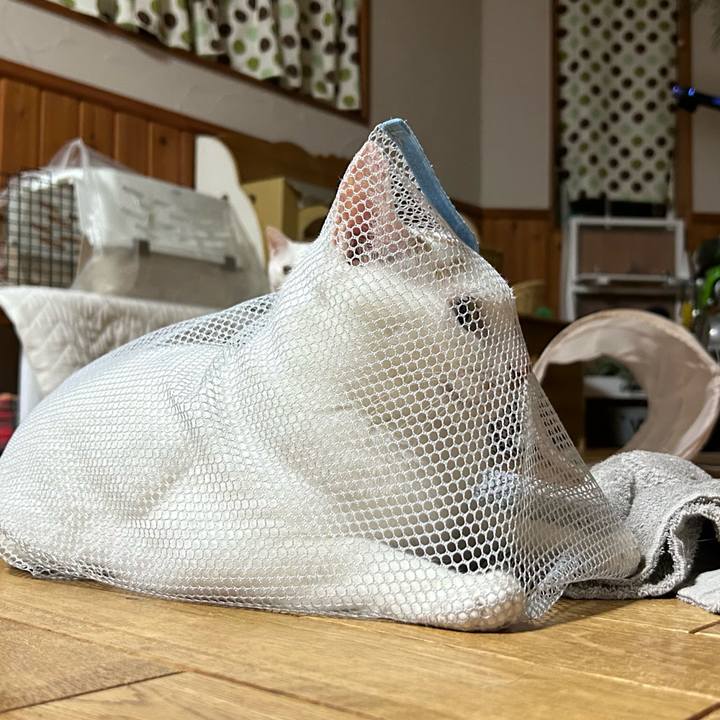 48336d69 ca5d 4936 ac4f e01e604569d4 1686578557043