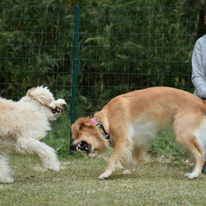 4833f0e8 b5ab 4b4b a758 49e47b1db52b 1510460486365