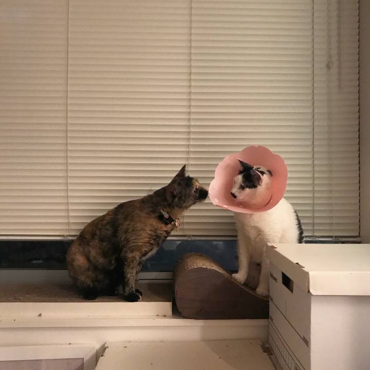 483429e3 09e1 4c0d 8157 7aee752744d8 1527727012099