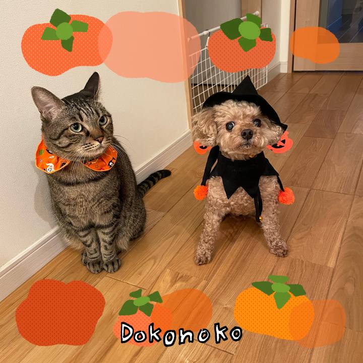 4834c9dd 1935 426b 8d49 d9d7e7242159 1761864816984