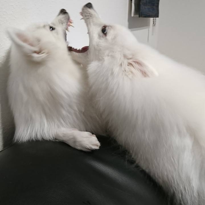 4835c69a 6469 494c ae5a fd36063f91dd 1552824052076