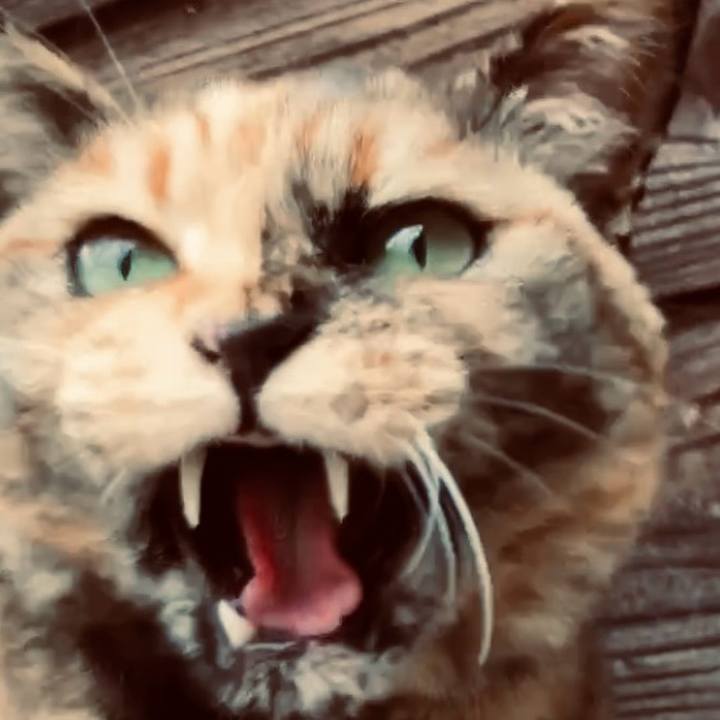 4836ff91 f1f6 4d74 8732 258dab6f2dad 1742090482371