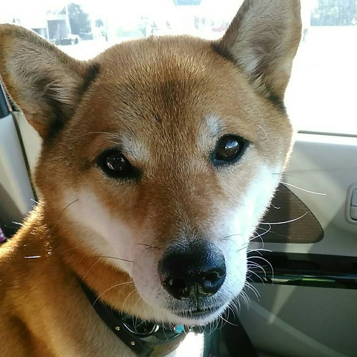 4837cc9f 5855 4499 93f3 f3380114325b 1574310158817