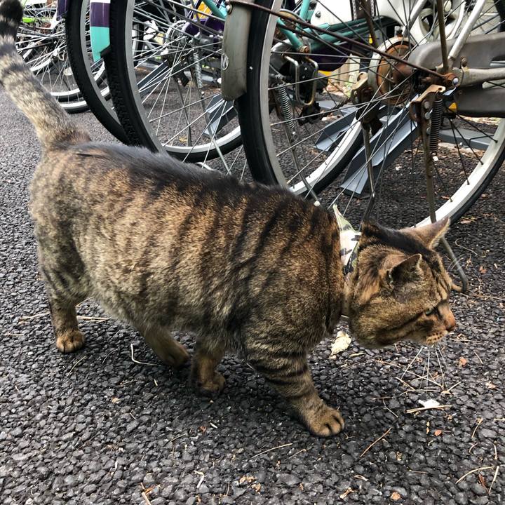 4838838d bc84 4fb3 a959 80bb7895a25e 1542054347744