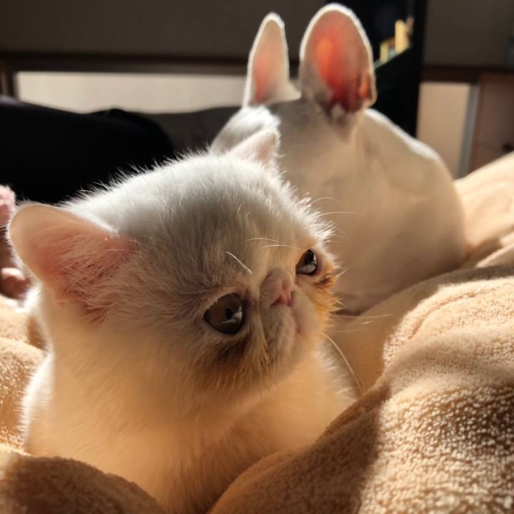 4838e72e 41da 4949 ae14 215931257095 1552312668093