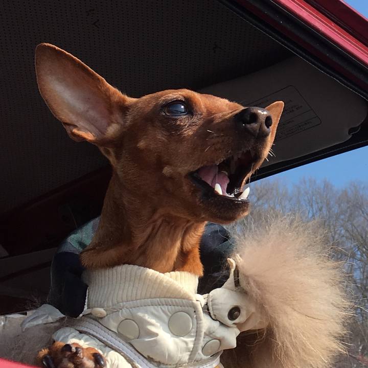 4839cc17 2a0b 45fe a4e1 3250894bce4d 1552210635988