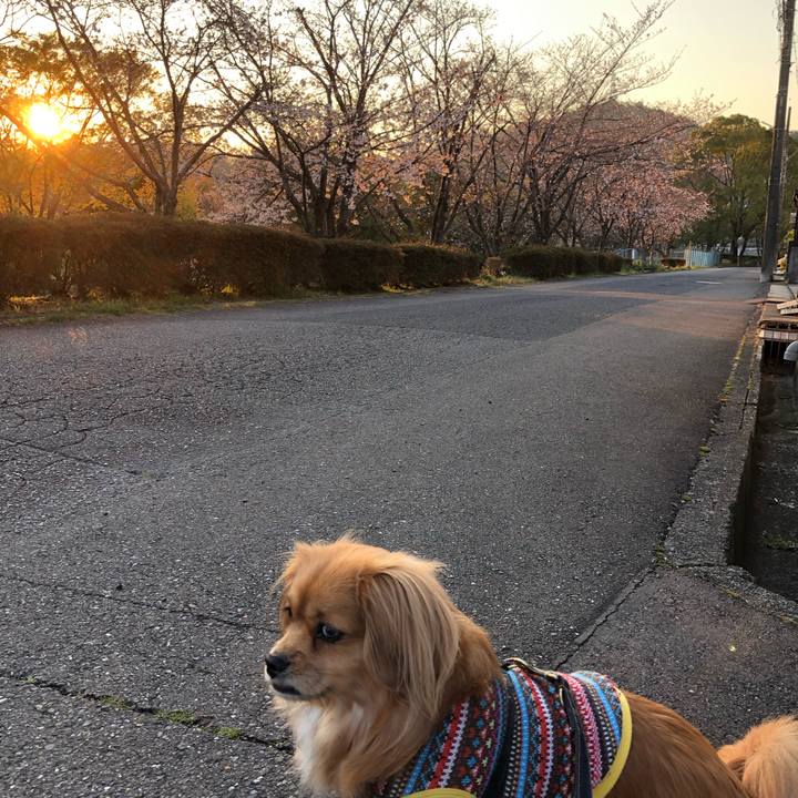 483a77b0 3c82 41cd a049 dbea43f04bb0 1554153417377