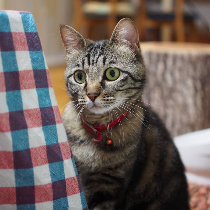 483aab36 7f96 48ef bcfd 57d8bb851066 1593608386597