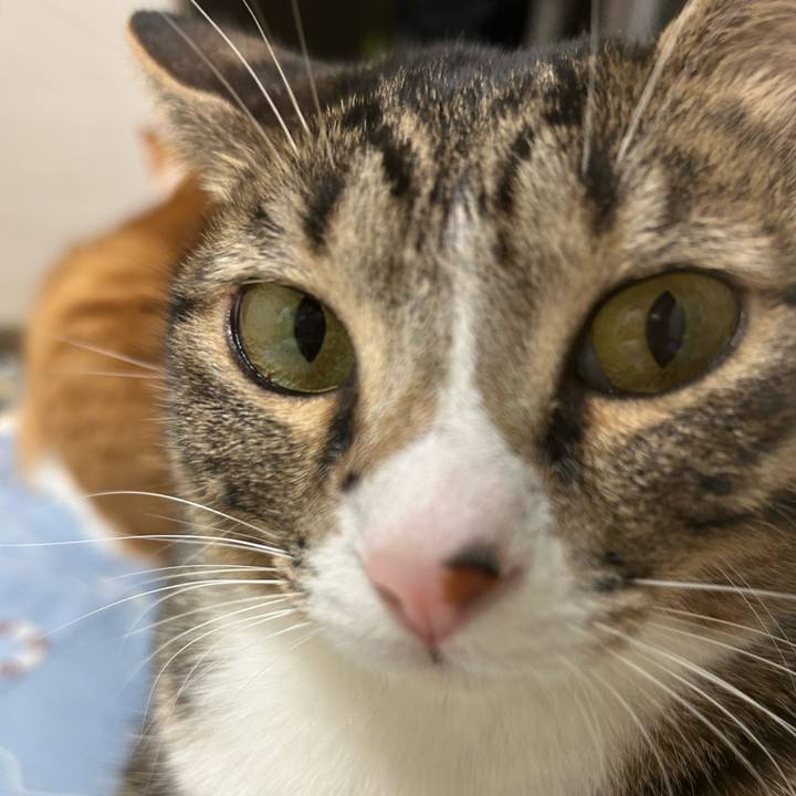 483b37e8 6d9d 4ce1 9493 288cb033e3a7 1761814785031