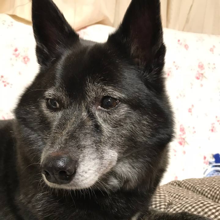 483b577f 62cd 4b55 9589 be93e6a50e6e 1544159914186