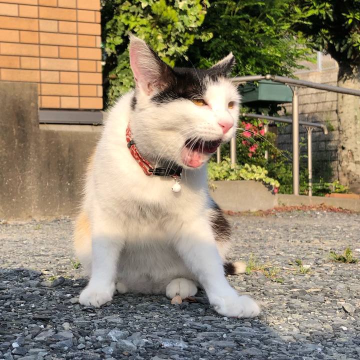 483ba6d6 725c 4e66 9495 c5b3f107115f 1622412085038