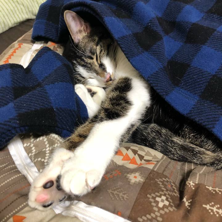 483be715 7fcb 4b13 b92c e64ba0f377e5 1514817442673