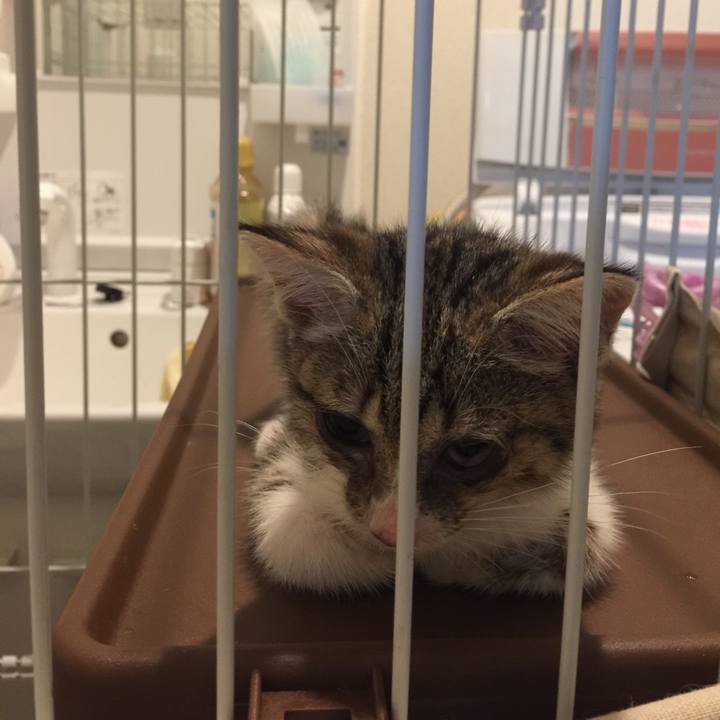 483ce451 4241 4ead aa88 5e718f37a66c 1533819447627