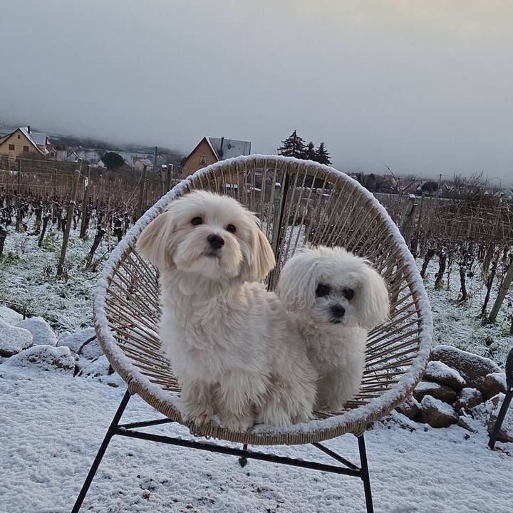 4840e53e c2d9 4870 8426 7702c914e21c 1767426842918