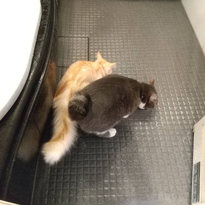 4840fe76 0e71 4c23 a54d 8859b752b4a2 1611784071440