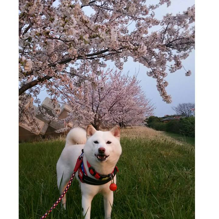 4842860f c1cc 46e0 866b b0f41da76097 1586337634549