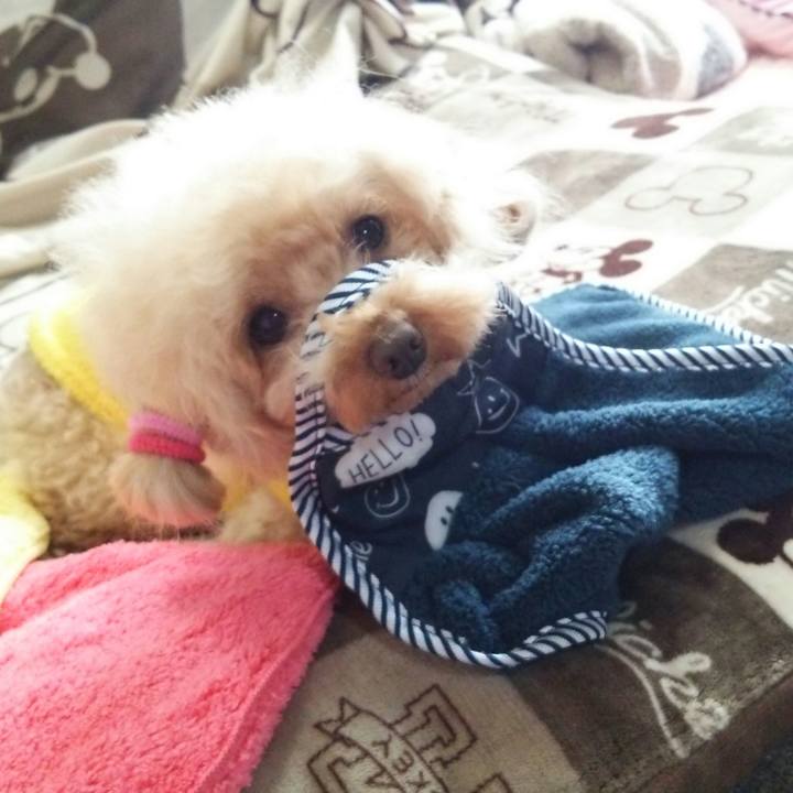 4844d045 4e7d 4557 8407 9bad5211c42e 1545382376147