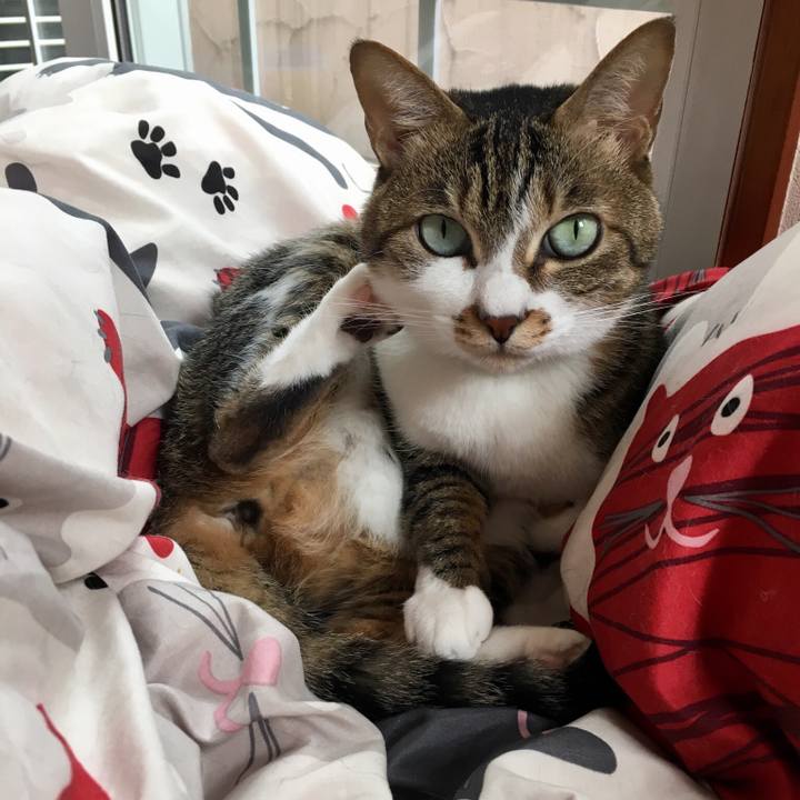 4848348c 1695 459a a61e 9444bbaacfcb 1525874740293