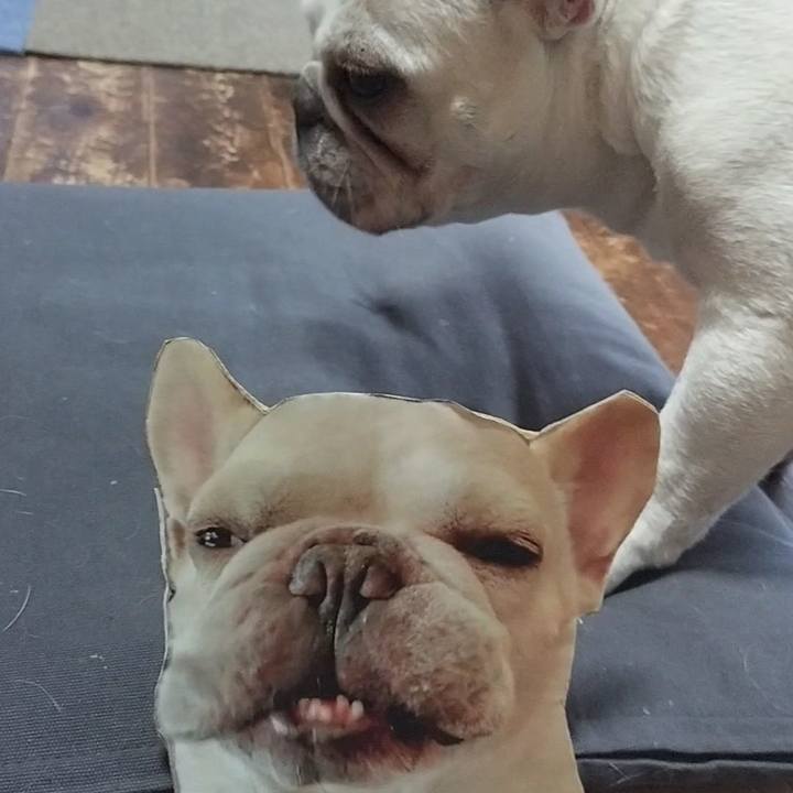 48487538 1d27 46be 83a9 8358a21dcb2d 1685314330848