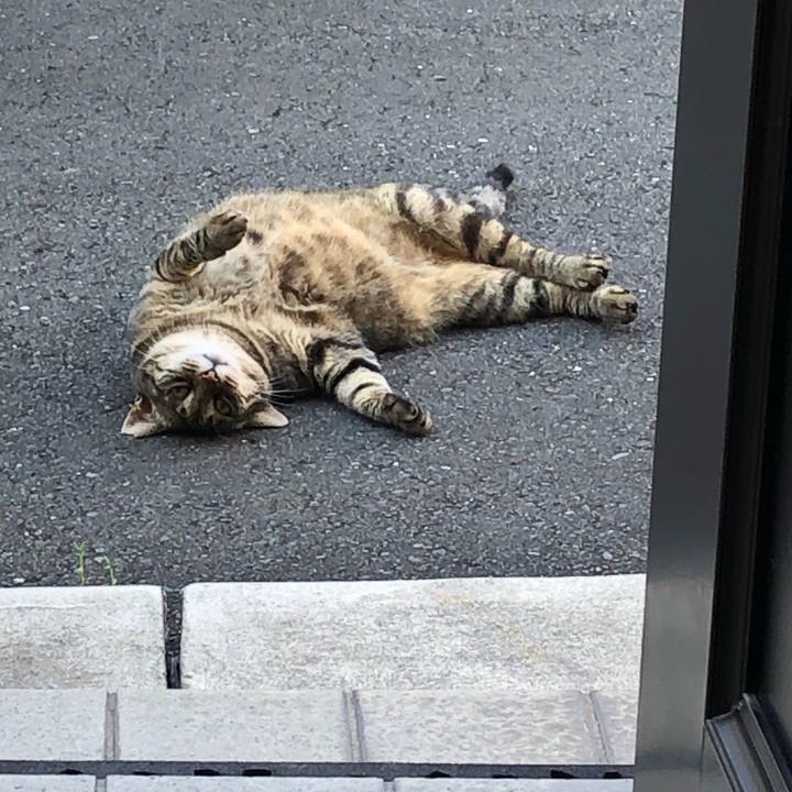 484c418b cc5b 4ab7 bb70 6092000bdfaf 1565324351773