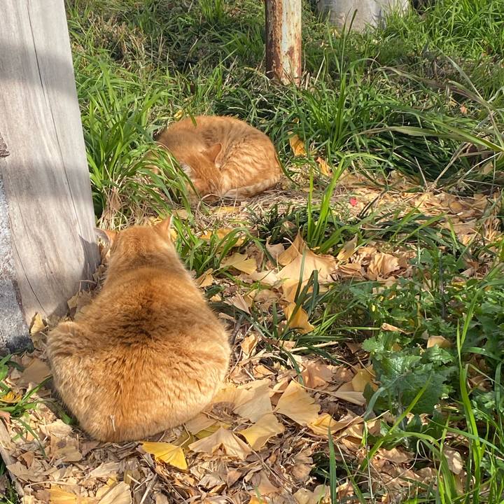 484d2f4e 8077 4a43 8c8e 099ac582ae6b 1767143994474