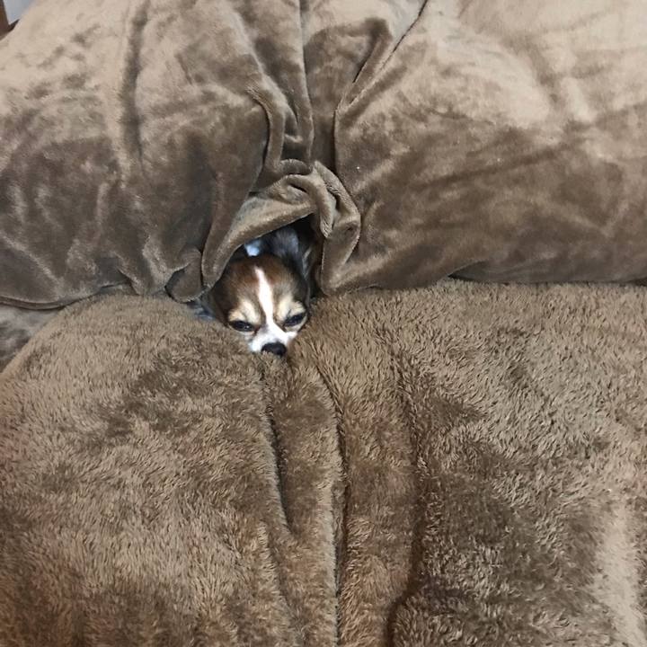 485379fc f8a4 4437 94cc fa2c1fed1596 1545826678601