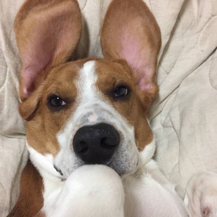 4855a7af 9293 4e40 86be 875839e789f2 1527346660369