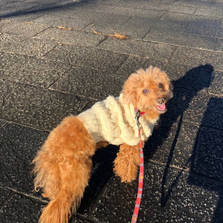 485776f9 24a6 4088 866f 441894eadf14 1545218584500