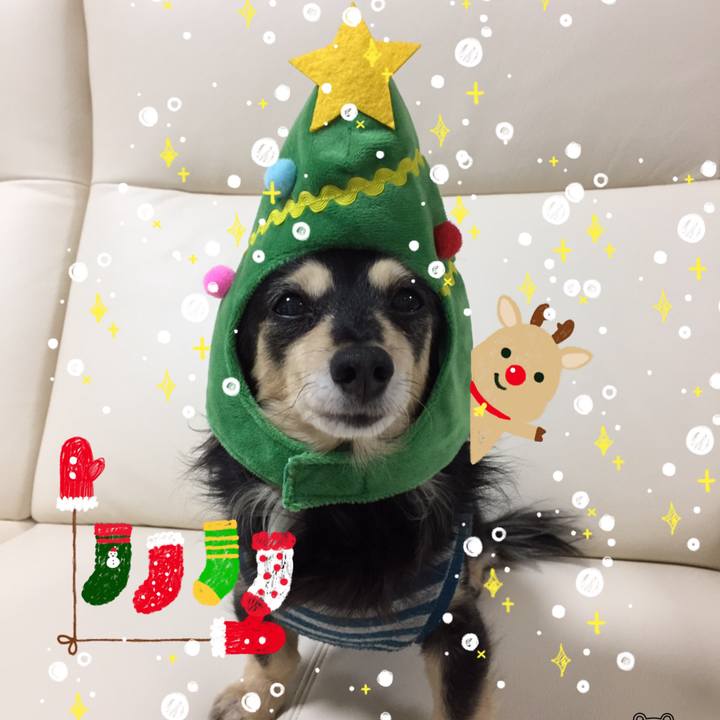 485b24dc 0005 4929 b1f6 23416fb181a8 1513682028565