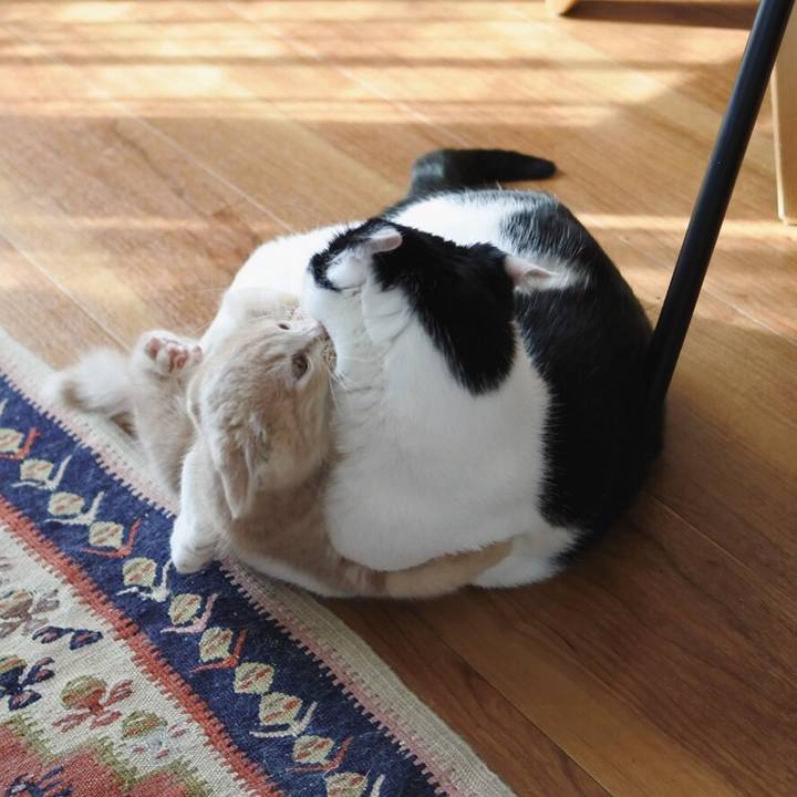 485c9795 02a9 4363 a752 cf386653b42e 1543375197450