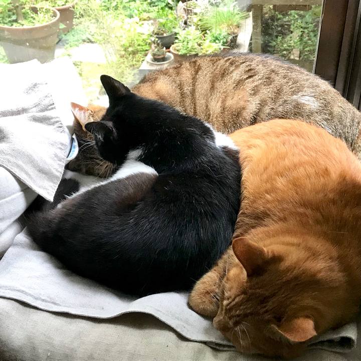 485c9c0a 91ff 4dc4 ac03 58e899f17952 1525937255452